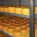 Вызревание сыра на производстве