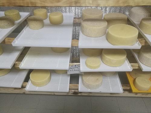 Применение лотка на сырном производстве